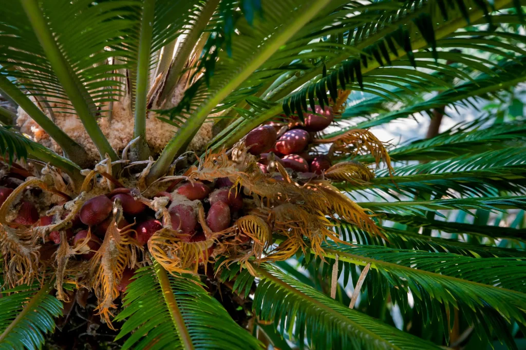 ดูแลปาล์มน้ำมัน