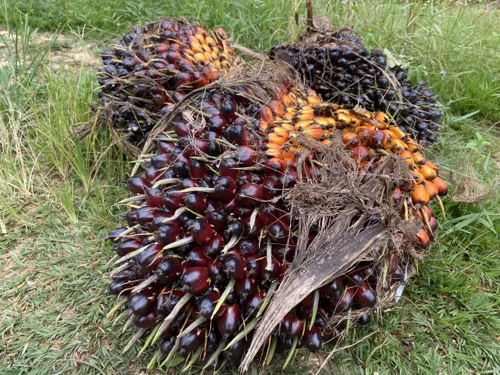 ดูแลปาล์มน้ำมัน