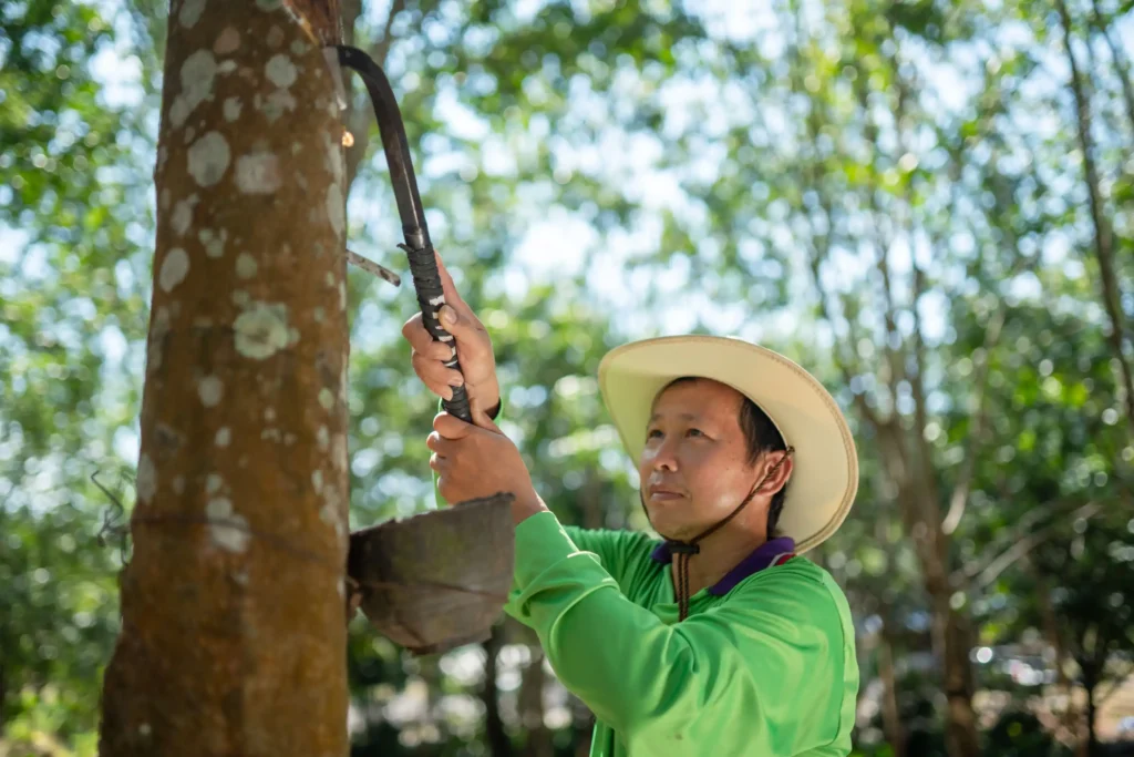 asian rubber farmers tapping rubber in the rubber 2023 12 14 23 49 27 utc Web H
