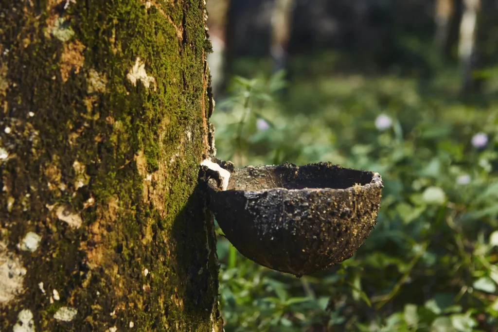 collecting natural latex from rubber tree 2023 11 27 04 52 16 utc Web H