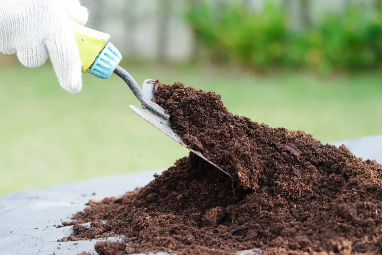 พีทมอส (Peat Moss)