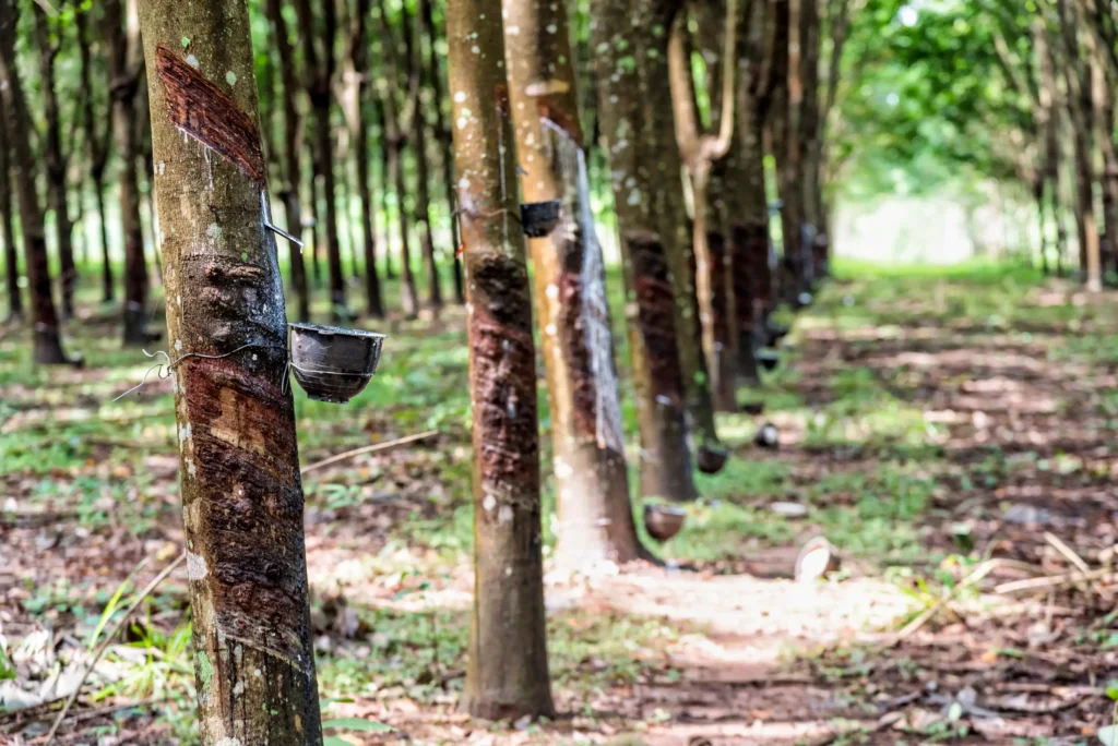 rubber tree plantation 2023 11 27 05 13 26 utc Web H